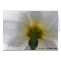 Daffodil Back cards