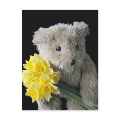 daffodil bear Postcard