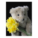 daffodil bear postcard