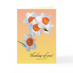 daffodil, daffodils, narcissus, bulb, bulbs,