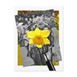 Daffodil - Blaise Castle Postcards