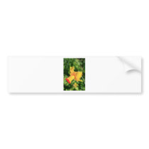 daffodil bumper stickers