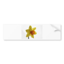 daffodil bumper stickers