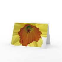 daffodil cards