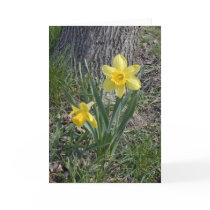 Daffodil card by serenity_ii Daffodil card