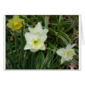 daffodil cards by kathiscc daffodil cards