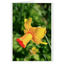 daffodil cards