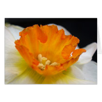 Daffodil cards