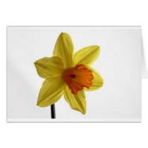 daffodil greeting cards