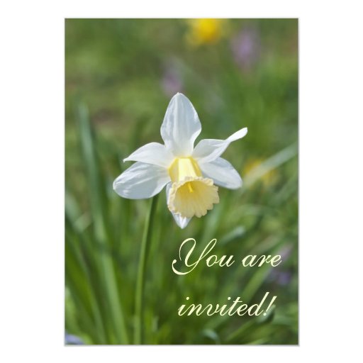 Daffodil Card Zazzle