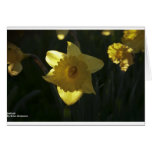 Daffodil Cards