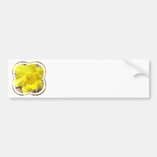 Daffodil Classic Bumper Sticker
