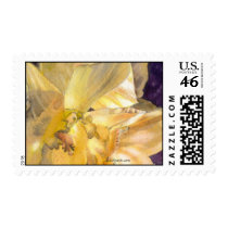 Daffodil Close Up Postage