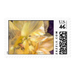 Daffodil Close Up Postage
