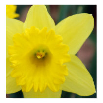 Daffodil close-up posters by batdude Daffodil close-up posters