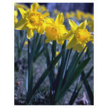 Daffodil cluster flyers