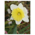 Daffodil Darling flyers