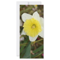 Daffodil Darling rack cards