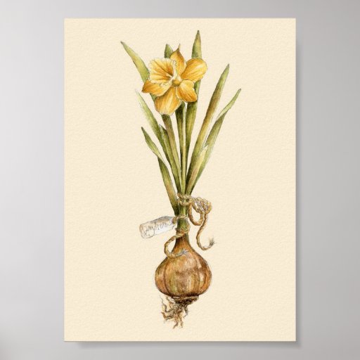 Daffodil Daydream - Poster | Zazzle