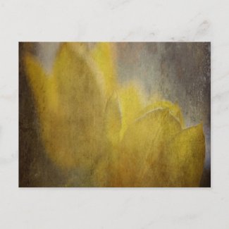 Daffodil Dreams postcard
