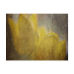 Daffodil Dreams Post Card