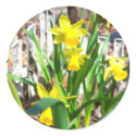 Daffodil Dreams stickers by KatAnnette Daffodil Dreams stickers