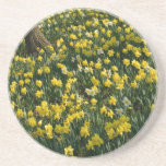 Daffodil Field Drink Coaster