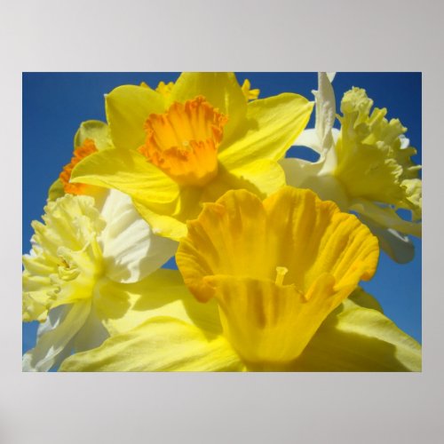 Daffodil Flower Garden Bouquet art prints colorful print