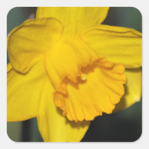 Daffodil flower square sticker