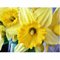 Daffodil Flowers Yellow photo sculptures by lifesphere Daffodil Flowers Yellow photo sculptures