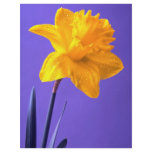Daffodil flyers