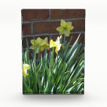 Daffodil Garden awards