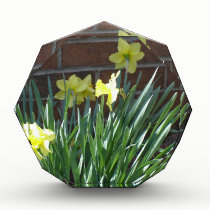 Daffodil Garden awards