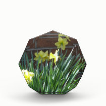Daffodil Garden awards