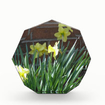 Daffodil Garden awards