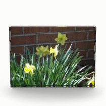 Daffodil Garden awards