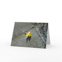 Daffodil Greeting Card by robcork Daffodil Greeting Card