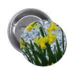 Daffodil Growing Button