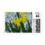 Daffodil Growing Postage Stamps