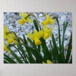 Daffodil Growing Poster