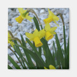 Daffodil Growing Refrigerator Magnet