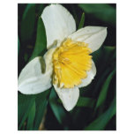 Daffodil, hardy perennial flyers