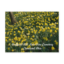 Daffodil Hill Cleveland Postcard