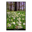 postcard - Daffodils in a large field at the Memphis Botanical Gardens in the spring of 2004.