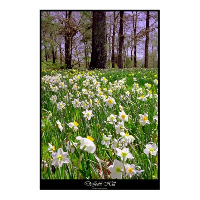 Daffodil Hill Poster by astr0wiz