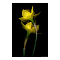 Daffodil I posters by jmvigil Daffodil I posters