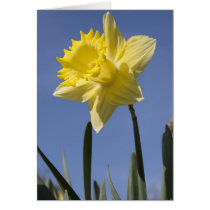 Daffodil in spring cards