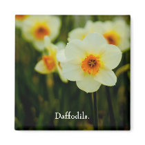 Daffodil Magnet by SabineSt Daffodil Magnet