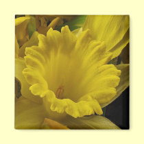 Daffodil magnets