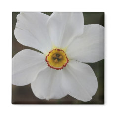 Daffodil? magnet